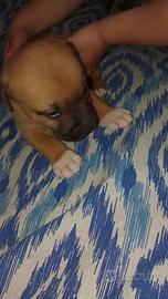 Cane Pitbull meticcio