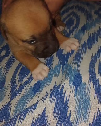 Cane Pitbull meticcio