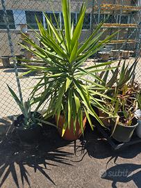 YUCCA GRANDE IN VASO – PIANTA SCENOGRAFICA