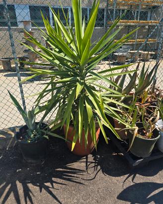 YUCCA GRANDE IN VASO – PIANTA SCENOGRAFICA
