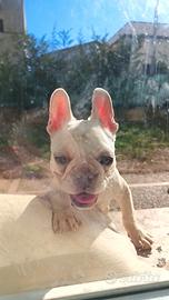 Cucciola Bulldog francese
