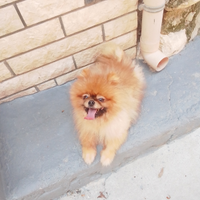 Spitz della pomeridiana