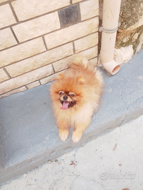 Spitz della pomeridiana