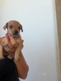 Cani pinscher