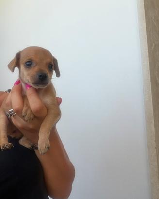 Cani pinscher