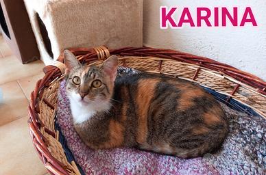 Karina, splendida micia in adozione
