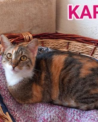 Karina, splendida micia in adozione