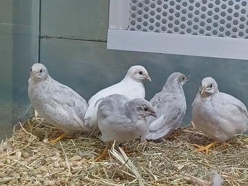 Quaglie cinesi