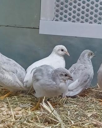 Quaglie cinesi