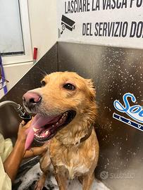 Meticcio Labrador