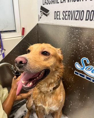Meticcio Labrador
