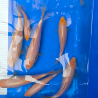 Carpe da ripopolamento