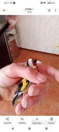 Cardellino
