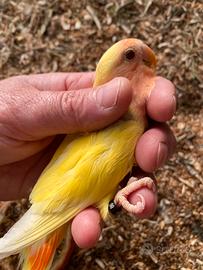 Coppia inseparabili roseicollins