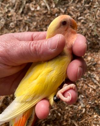 Coppia inseparabili roseicollins