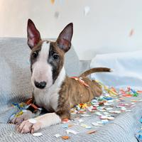 Bull terrier miniature