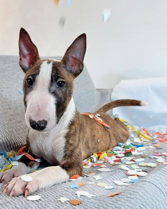 Bull terrier miniature