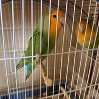 Pappagalli inseparabili