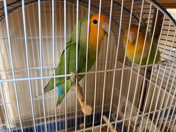 Pappagalli inseparabili