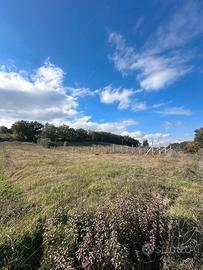 Fienile, vigna e ulivi
