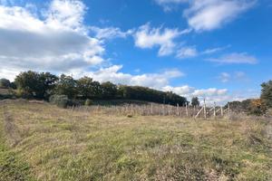 Fienile, vigna e ulivi