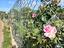 Immagine 25