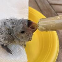 Pulli di inseparabile