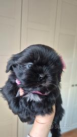 Shih tzu con pedigree
