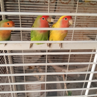 Disponibile pulli di inseparabili da imbecco