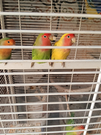 Disponibile pulli di inseparabili da imbecco