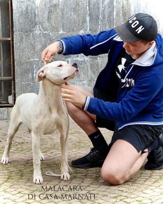 CUCCIOLONA DOGO ARGENTINO rimborso spese