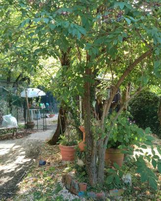 Villetta indipendente immersa nel verde - Licenza
