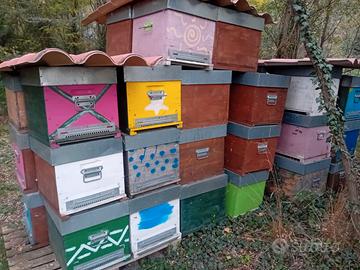 40 arnie complete con melari nutritori tra polline