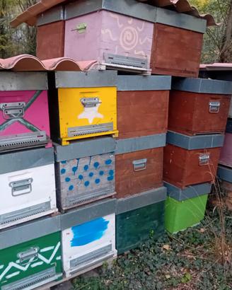 40 arnie complete con melari nutritori tra polline