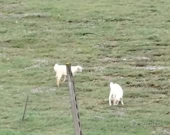 Capretti