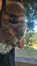 Spitz di pomerania nano