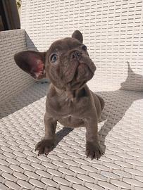 Cucciola bulldog francese esotico blu solid