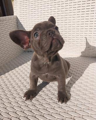 Cucciola bulldog francese esotico blu solid