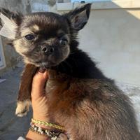 Chiuahua a pelo lungo