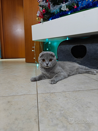 Cucciola di scottish Fold