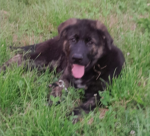 Ultimi due cuccioli di pastore tedesco-maremmano