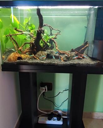 Acquario 60 litri
