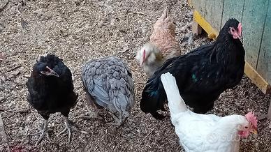 galline coppia marans