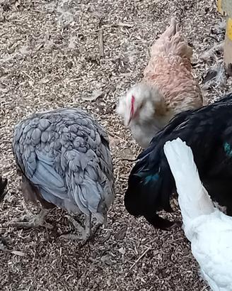 galline coppia marans