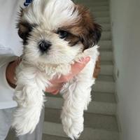 Cucciola shih tzu con pedigree