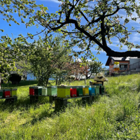 Api e materiale apistico