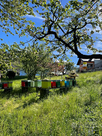 Api e materiale apistico