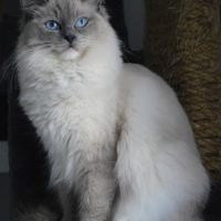 Ragdoll Blu genitori con Pedigree