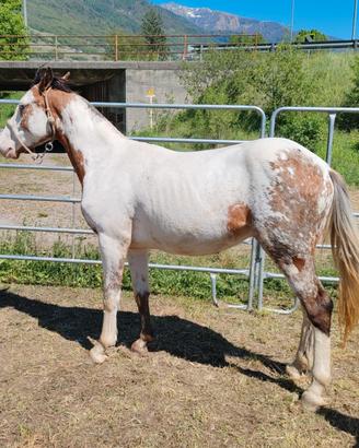Cavalli