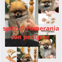 Spitz di Pomerania